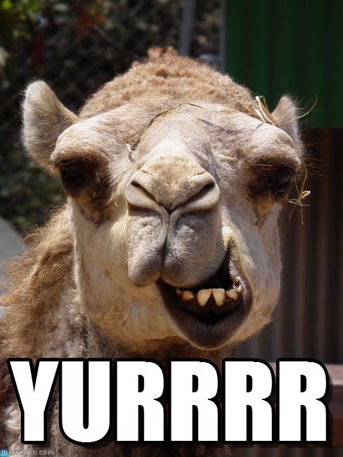 37 Very Funny Camel Memes, Images, Pictures & Photos ...